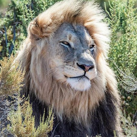 Mont Eco Game Reserve モンタギュー エクステリア 写真