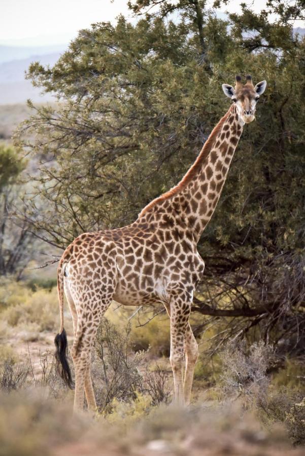 Mont Eco Game Reserve モンタギュー エクステリア 写真