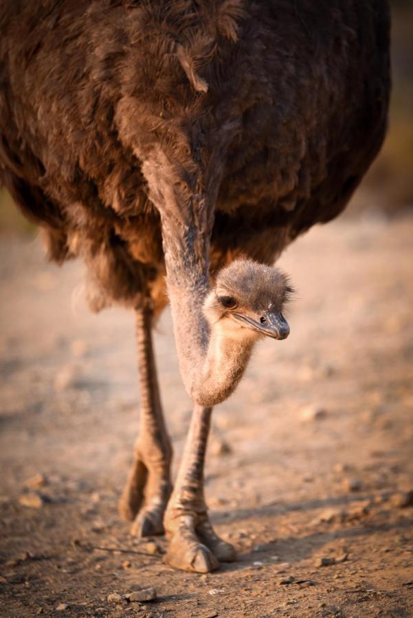 Mont Eco Game Reserve モンタギュー エクステリア 写真