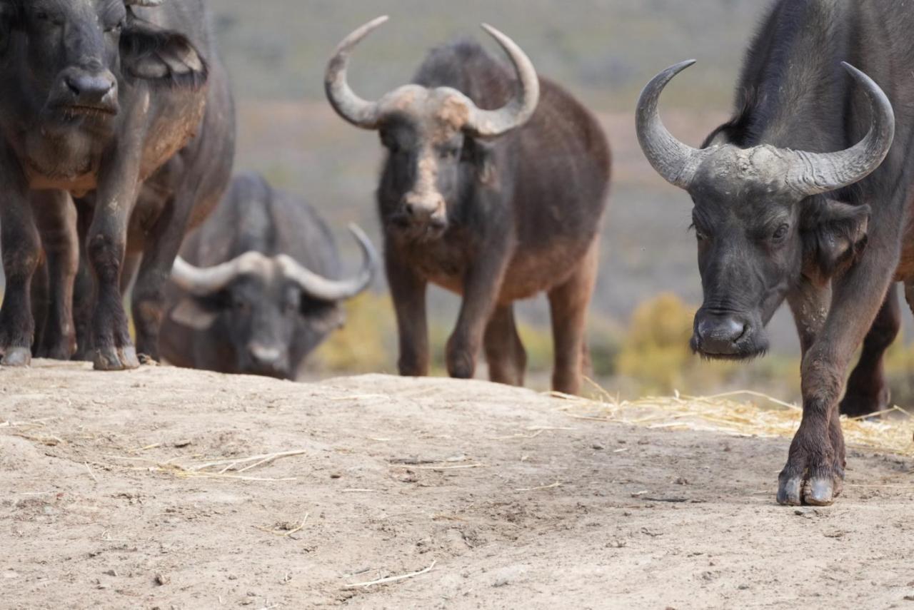 Mont Eco Game Reserve モンタギュー エクステリア 写真