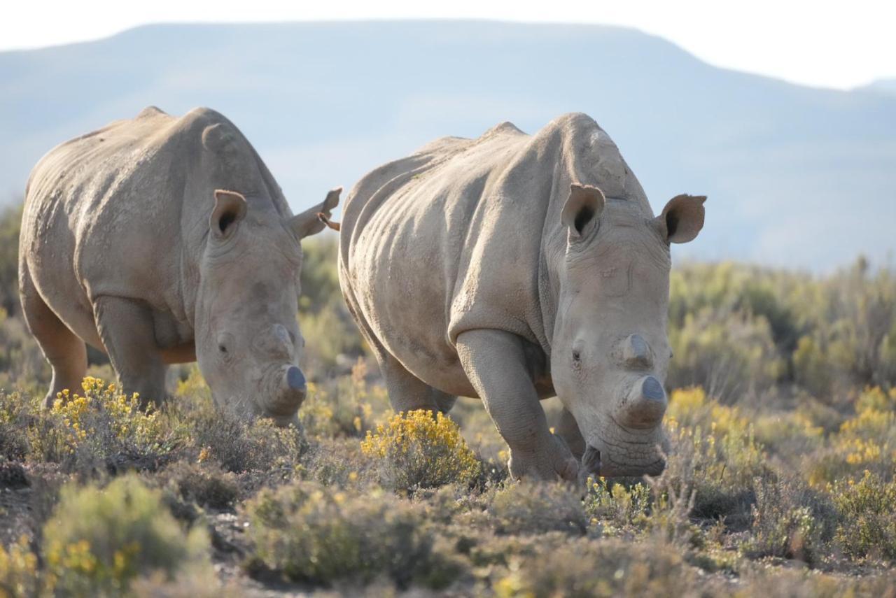 Mont Eco Game Reserve モンタギュー エクステリア 写真