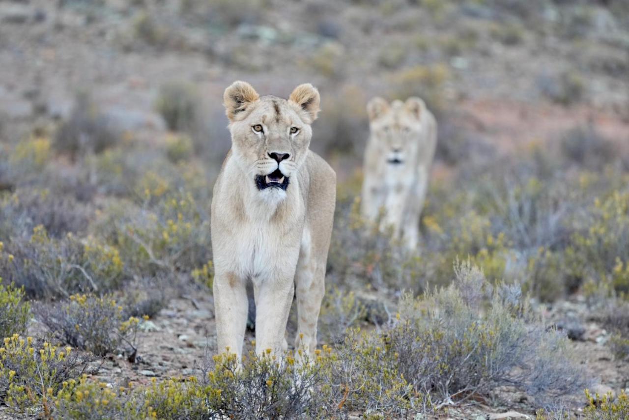 Mont Eco Game Reserve モンタギュー エクステリア 写真