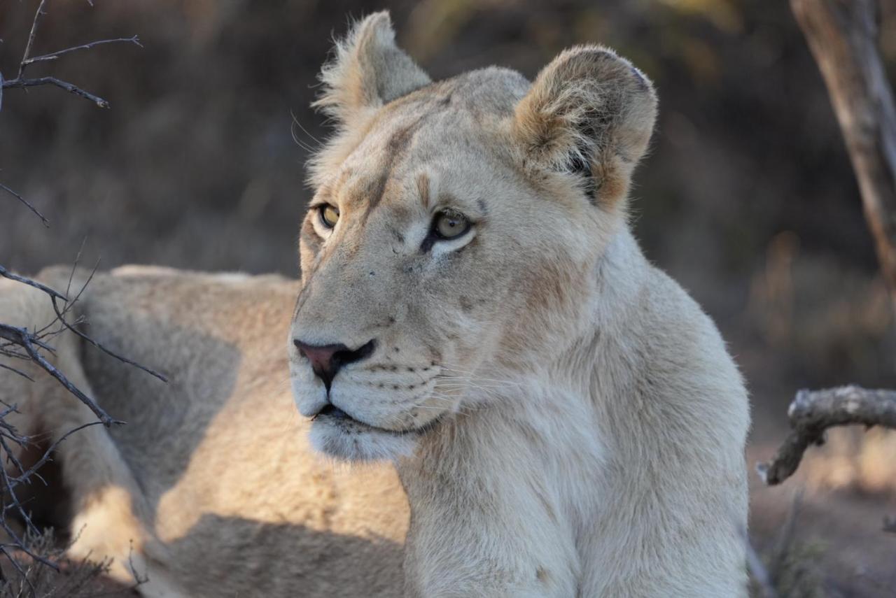 Mont Eco Game Reserve モンタギュー エクステリア 写真