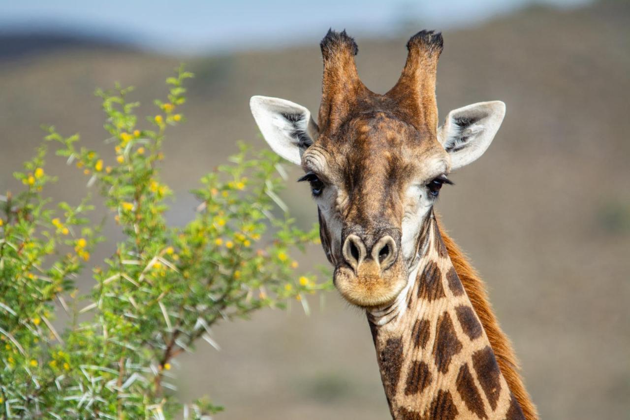 Mont Eco Game Reserve モンタギュー エクステリア 写真