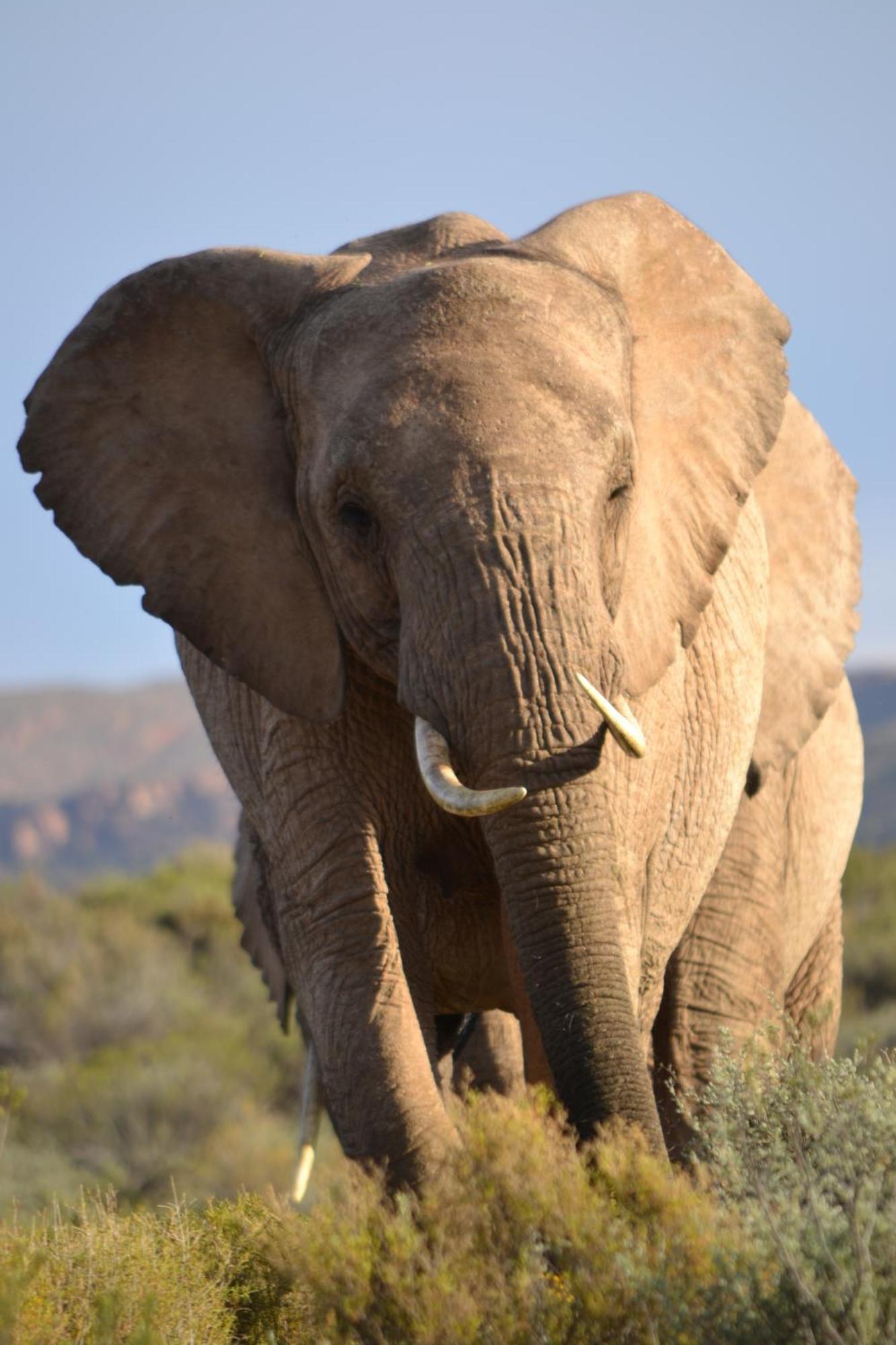 Mont Eco Game Reserve モンタギュー エクステリア 写真